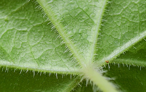 Mitella_diphylla_basal2a.jpg