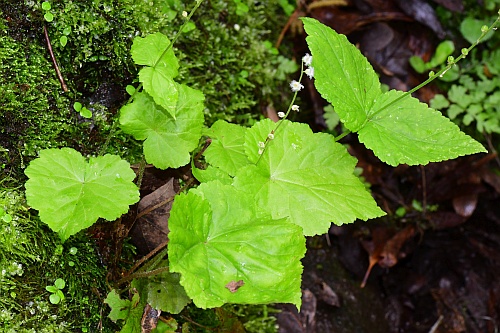 Mitella_diphylla_basals.jpg
