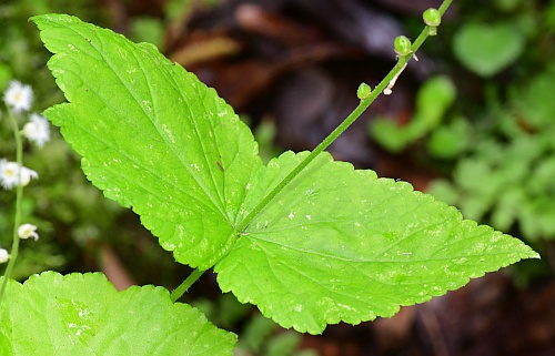 Mitella_diphylla_bracts1.jpg