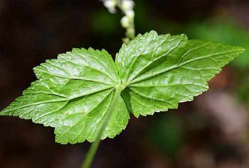 Mitella_diphylla_bracts2.jpg