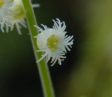 Mitella_diphylla_flower.jpg