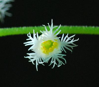 Mitella_diphylla_flower2.jpg