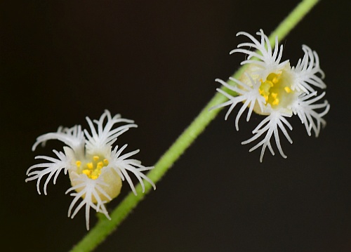 Mitella_diphylla_flowers.jpg