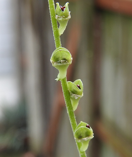 Mitella_diphylla_fruits0.jpg