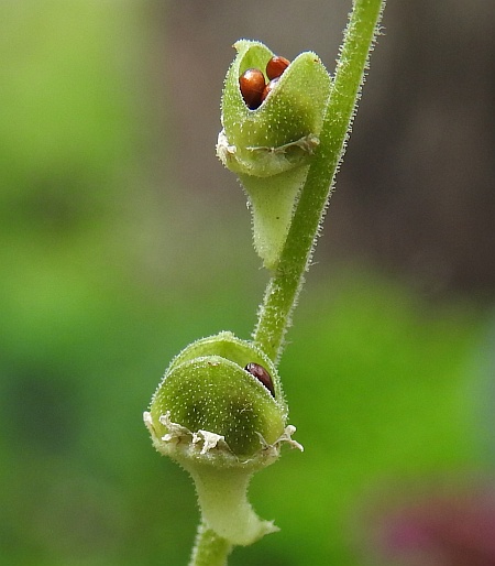 Mitella_diphylla_fruits1.jpg