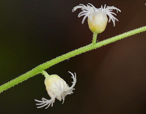 Mitella_diphylla_hypanthia.jpg