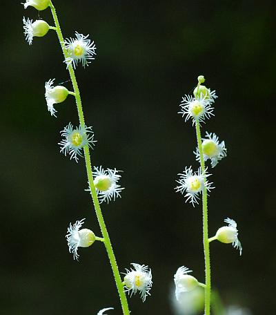 Mitella_diphylla_inflorescence2.jpg