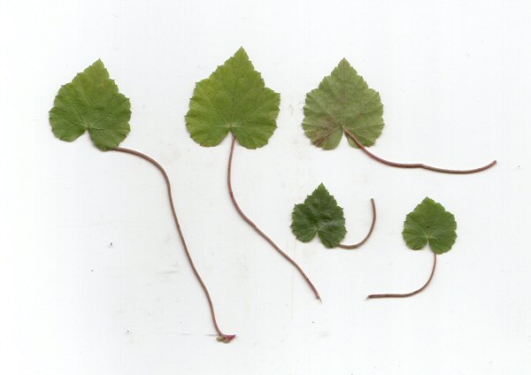 Mitella_diphylla_leaves.jpg