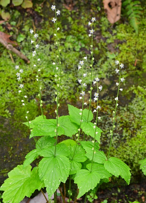 Mitella_diphylla_plant.jpg