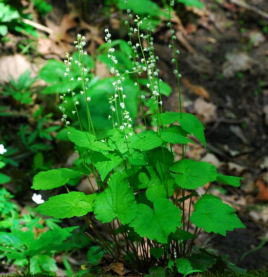 Mitella_diphylla_plant2.jpg