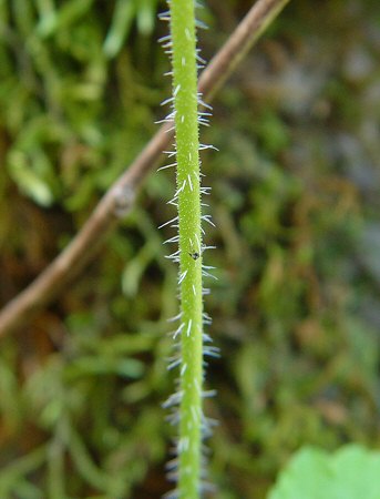 Mitella_diphylla_stem.jpg