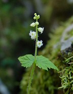 Mitella diphylla thumbnail