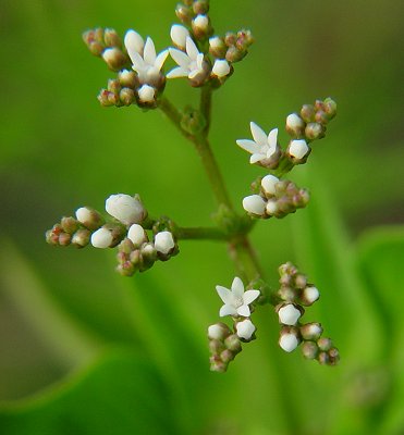 Mitreola_petiolata_flowers.jpg