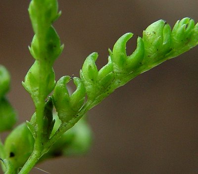 Mitreola_petiolata_fruits.jpg