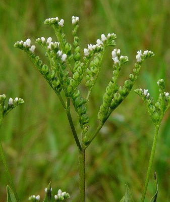 Mitreola_petiolata_inflorescence.jpg