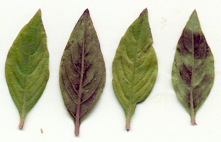 Mitreola_petiolata_leaves.jpg