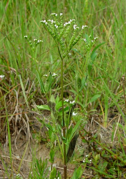 Mitreola_petiolata_plant.jpg