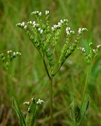 Mitreola petiolata thumbnail