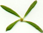 Mollugo_verticillata_leaves.jpg