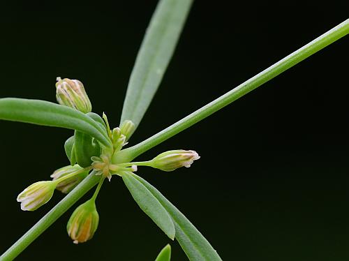 Mollugo_verticillata_stem.jpg