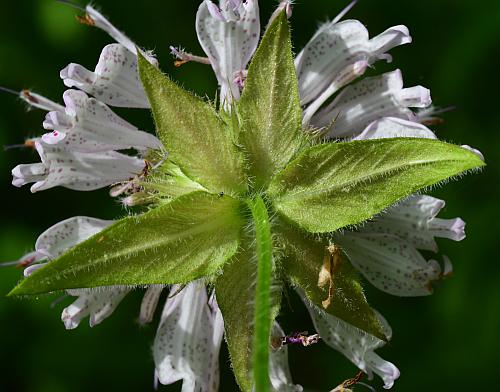 Monarda_bradburiana_bracts.jpg