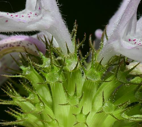 Monarda_bradburiana_calyces.jpg