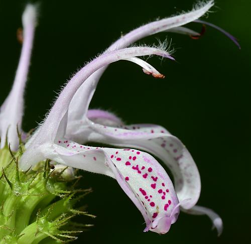 Monarda_bradburiana_flowers.jpg