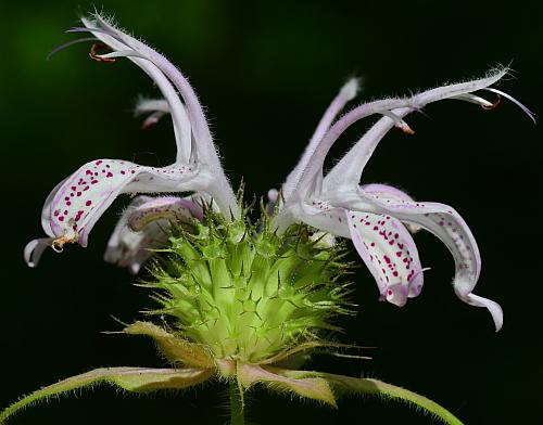 Monarda_bradburiana_flowers2.jpg