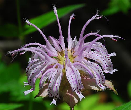 Monarda_bradburiana_inflorescence.jpg