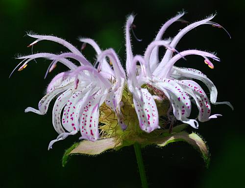 Monarda_bradburiana_inflorescence2.jpg