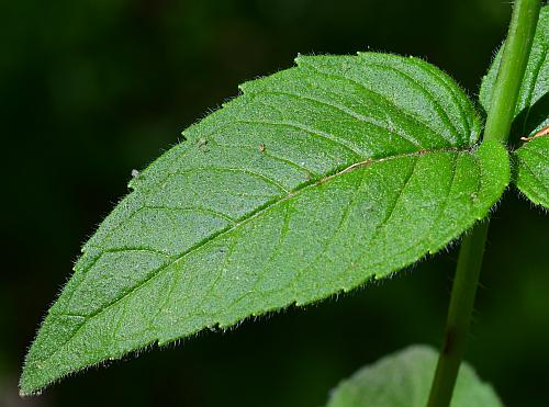 Monarda_bradburiana_leaf1.jpg