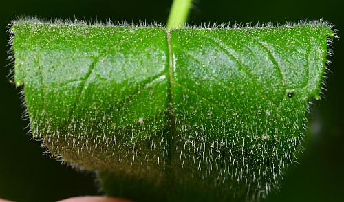 Monarda_bradburiana_leaf1a.jpg