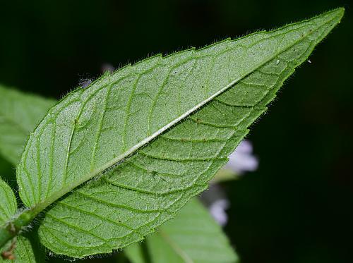 Monarda_bradburiana_leaf2.jpg