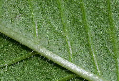 Monarda_bradburiana_leaf2a.jpg