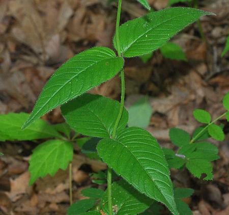 Monarda_bradburiana_leaves.jpg