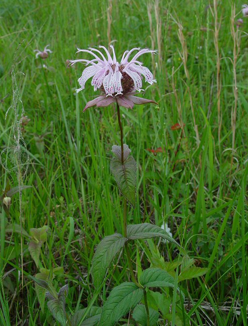 Monarda_bradburiana_plant.jpg