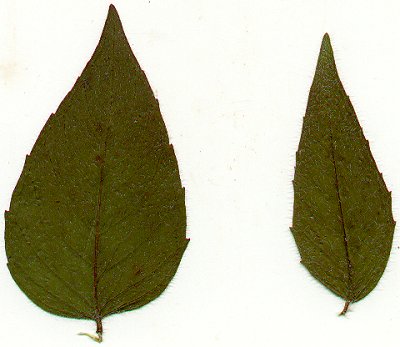 Monarda_bradburiana_pressed_leaves.jpg