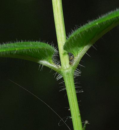 Monarda_bradburiana_stem.jpg