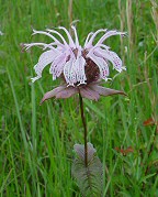 Monarda bradburiana thumbnail