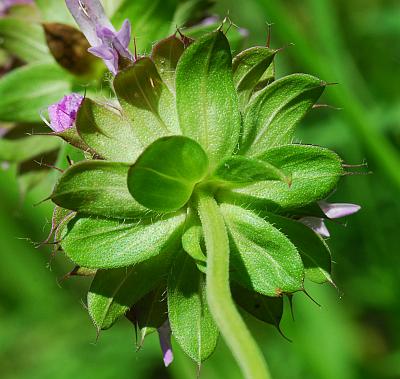 Monarda_citriodora_bracts.jpg