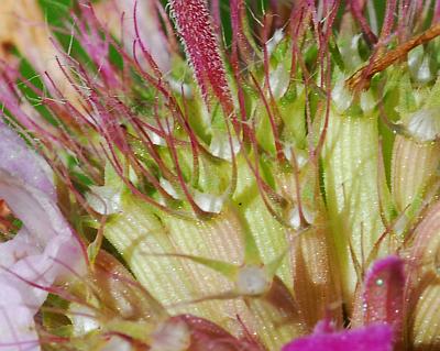 Monarda_citriodora_calyces.jpg