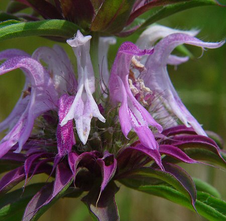 Monarda_citriodora_flowers.jpg