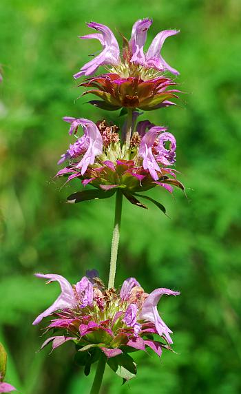 Monarda_citriodora_inflorescence.jpg