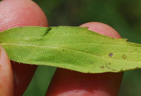 Monarda_citriodora_leaf1.jpg