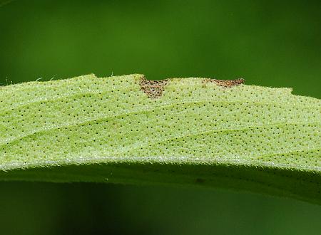 Monarda_citriodora_leaf2.jpg