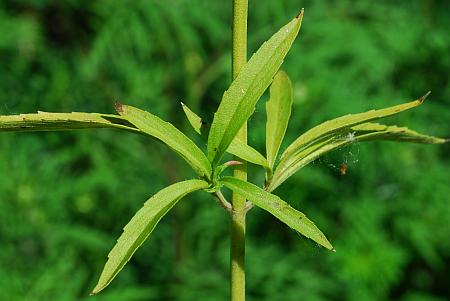 Monarda_citriodora_leaves.jpg