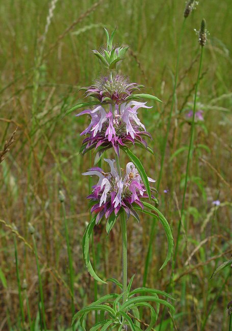 Monarda_citriodora_plant.jpg