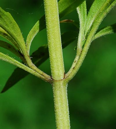 Monarda_citriodora_stem.jpg