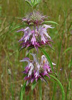 Monarda citriodora thumbnail