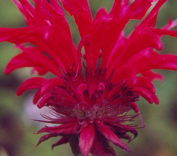 Monarda_didyma_calyx.jpg